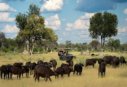 Game Drive Chobe National Park