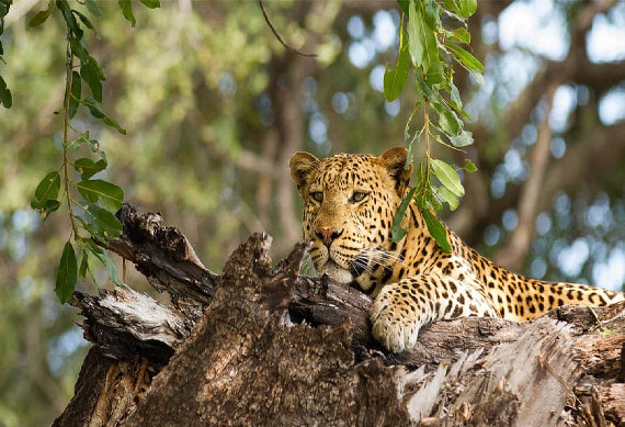 Game Drive Chobe National Park