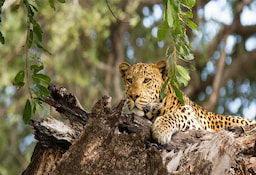 Game Drive Chobe National Park