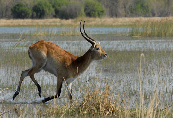 Game Drive Moremi Game Reserve