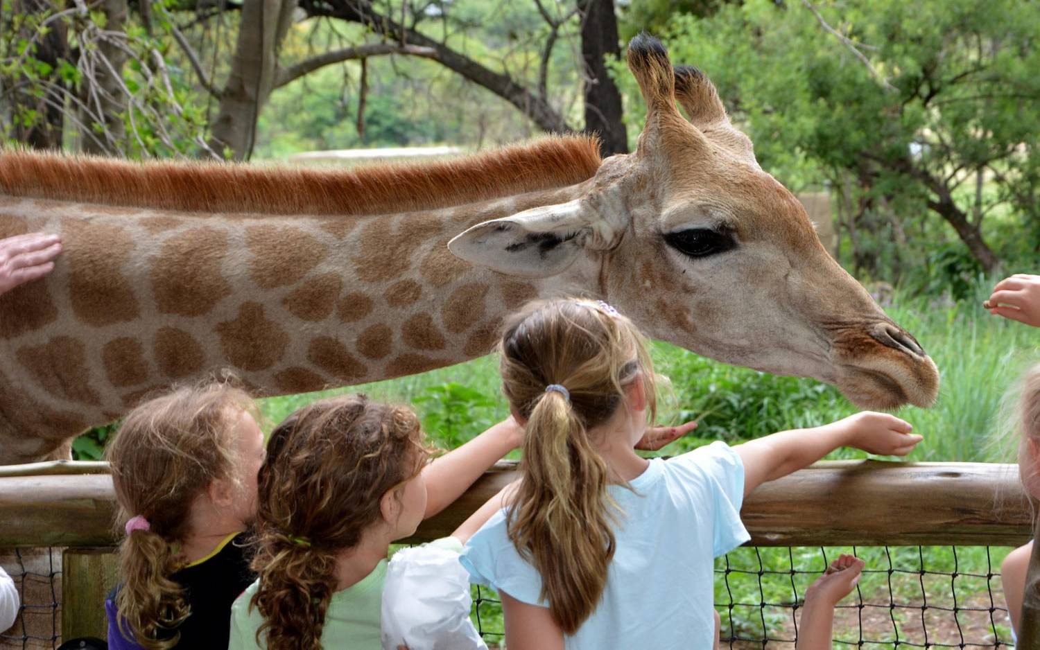 Giraffe Feeding