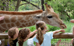 Giraffe Feeding