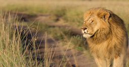 Masai Mara