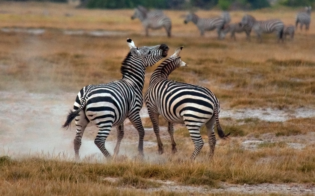 Amboseli National Park2