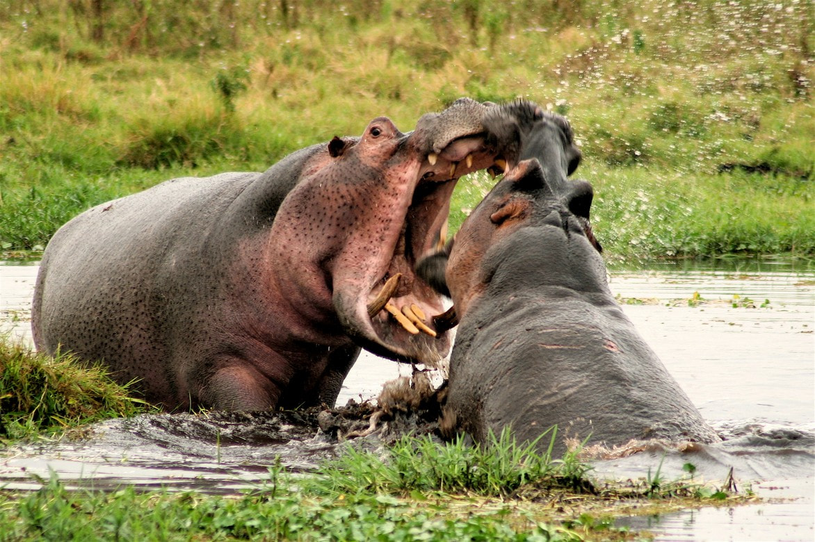 Amboseli National Park 3