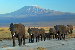 Amboseli national park