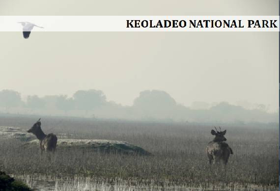 Keoladeo_Ghana