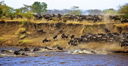 Masai Mara