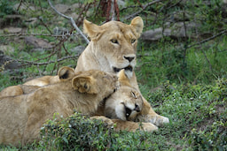 Lions Masai Mara