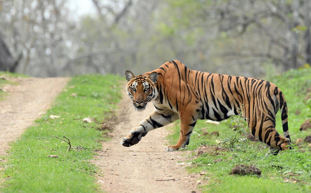 Mudumalai National Park