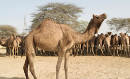 National Research Centre on Camel