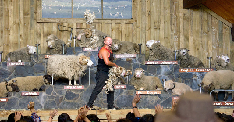 Agrodome Sheep Show