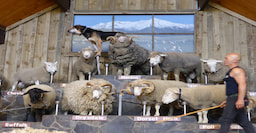 Agrodome Sheep Show