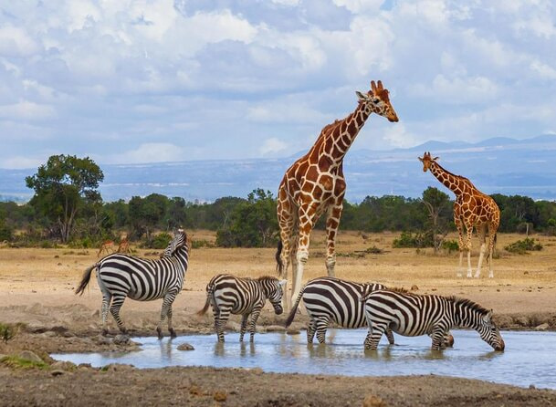 Ol Pejeta Conservancy 