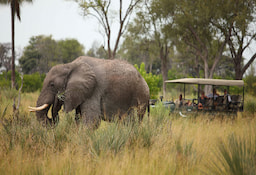 Game Drive Okavango Delta