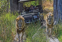 Game Drive Okavango Delta