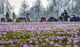 Pampore (Famous for Saffron Field)