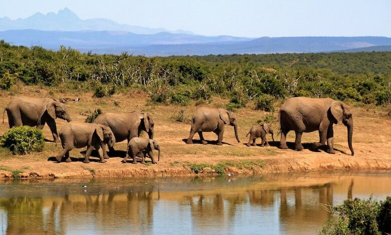 Pilanesberg National Park 2