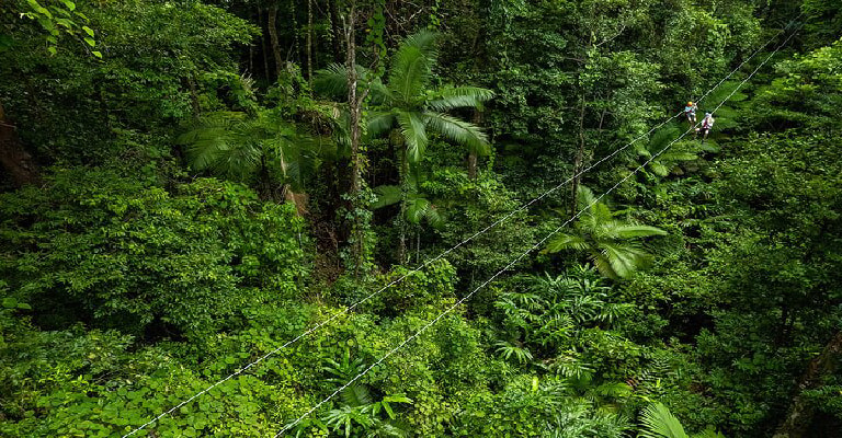 Daintree Zipline Tour