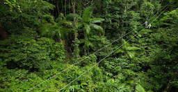 Daintree Zipline Tour