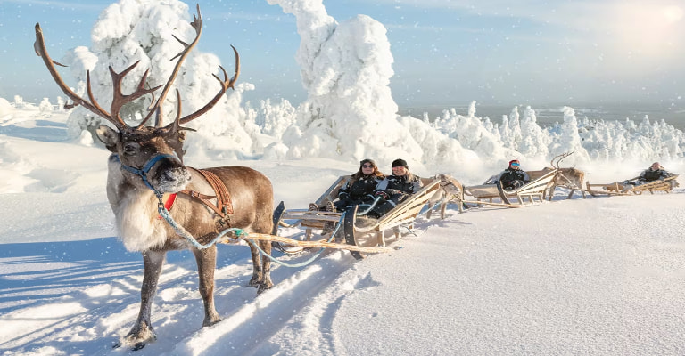 Visit Reindeer Safari