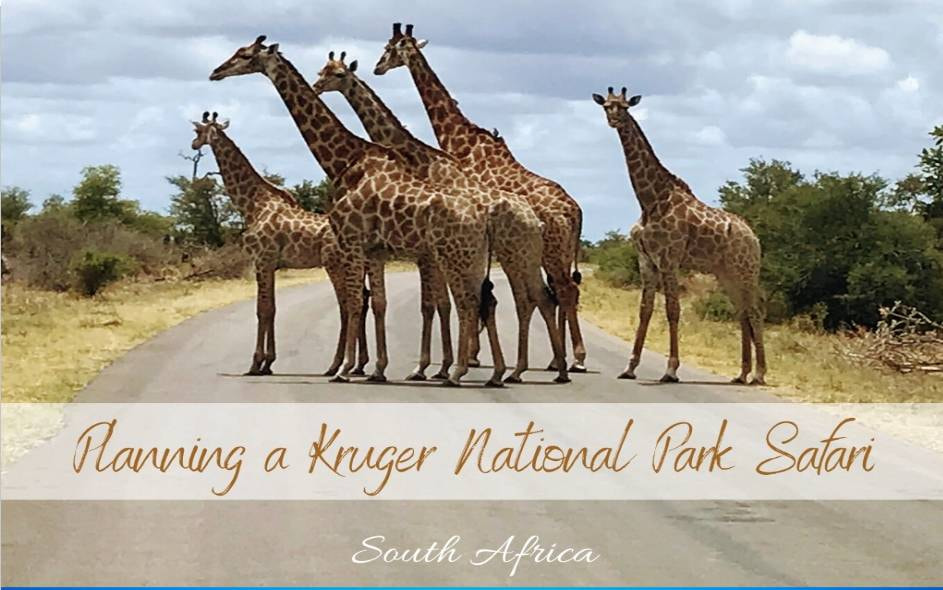 Kruger National Park Safari