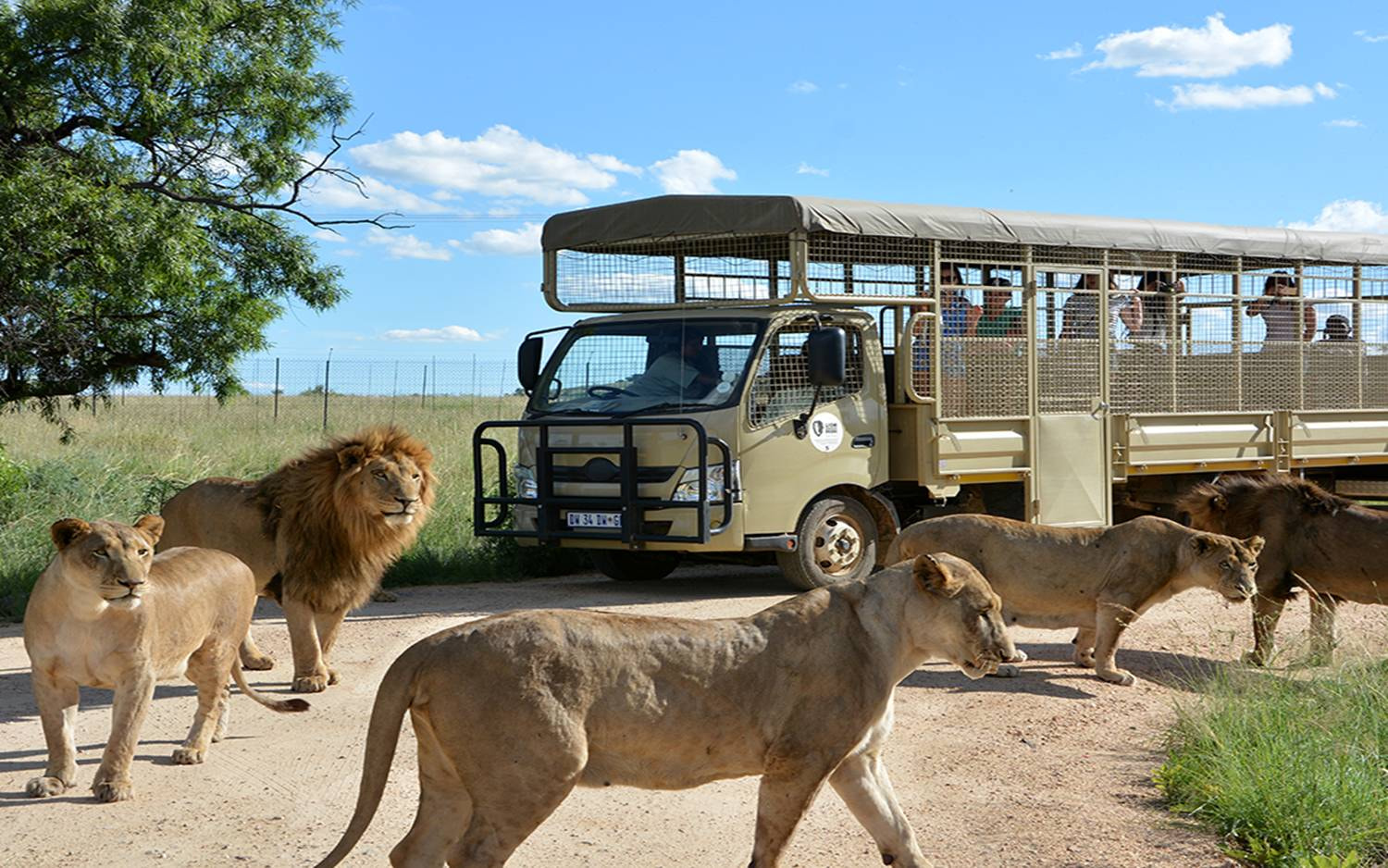 Interaction with the Lions