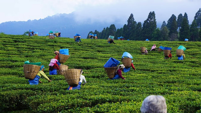 Tea Garden