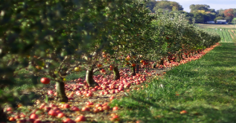 Apple Orchard