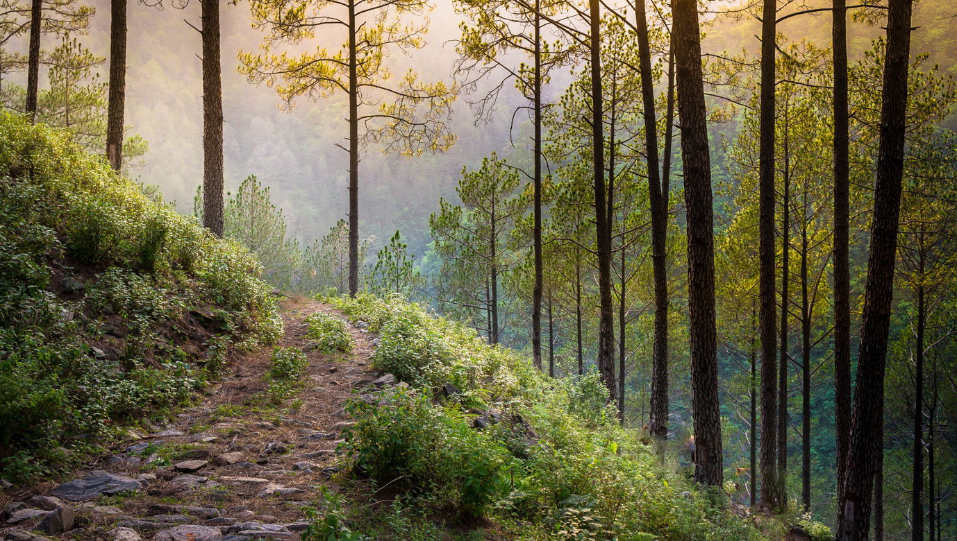 Pine Forest