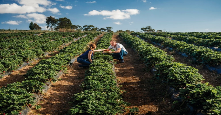 Rayners Orchard