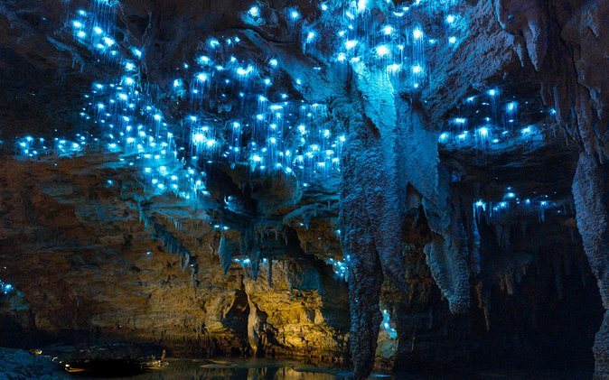 Waitomo Glowworm Caves