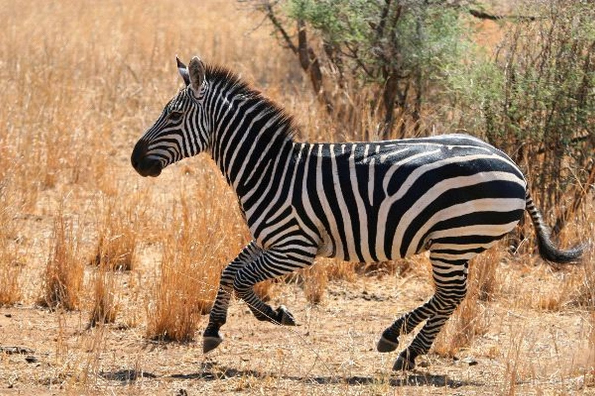 Masai Mara 1