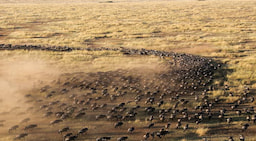 Kenya Migration