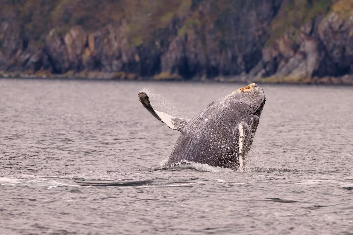 Whale Watching Tour From Reykjavik in Iceland